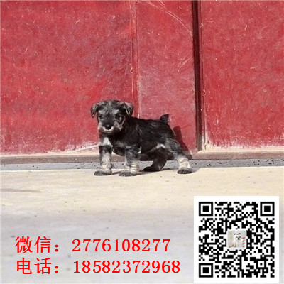 济南哪里有卖小体雪纳瑞犬 雪纳瑞灰色和黑色哪里有 雪纳瑞多少钱 犬舍繁殖