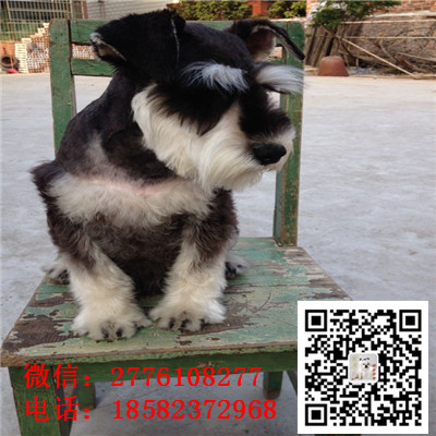 巫山哪里有卖小体雪纳瑞犬 雪纳瑞灰色和黑色