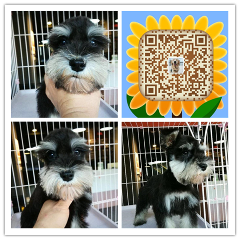 武汉哪有正规狗场 武汉哪里有出售纯种雪纳瑞