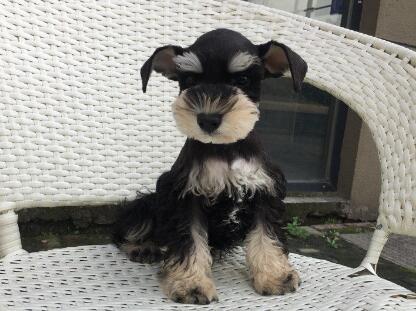 苏州有卖纯种雪纳瑞的吗 苏州哪里能买到雪纳