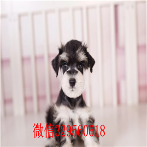 重庆哪里能买到纯种雪纳瑞幼犬 雪纳瑞椒盐黑