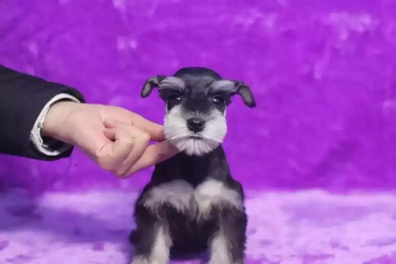 济南白色雪纳瑞价格 济南椒盐色雪纳瑞多少钱 