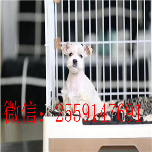 青岛白色雪纳瑞价格 青岛椒盐色雪纳瑞多少钱 