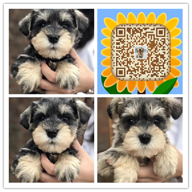 合肥哪里买家养雪纳瑞犬 合肥哪里有卖家养雪