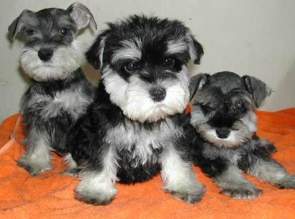 重庆哪里卖雪纳瑞,重庆哪里卖雪纳瑞,纯种雪纳