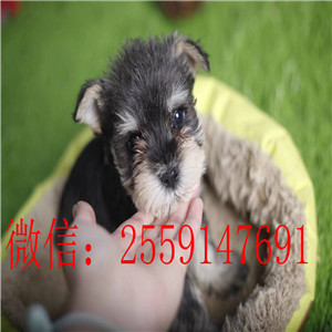 重庆白色雪纳瑞怎么卖的 重庆椒盐色雪纳瑞多少钱 重庆纯种雪纳瑞价格