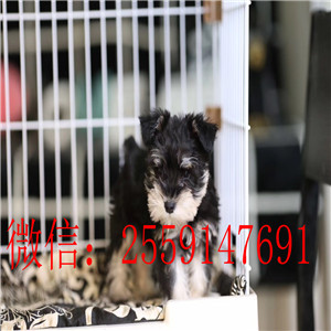 重庆白色雪纳瑞怎么卖的 重庆椒盐色雪纳瑞多少钱 重庆纯种雪纳瑞价格