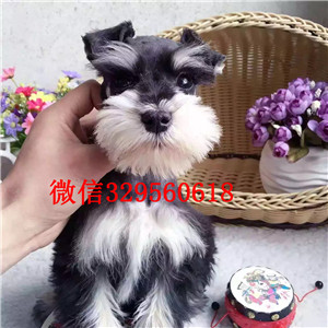 济南正规犬舍出售椒盐色深灰色的雪纳瑞 多只