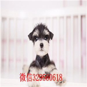 盘锦哪里有卖纯种雪纳瑞雪纳瑞价格标准体雪纳瑞纯种迷你雪纳瑞幼犬