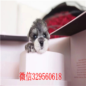 郑州纯种的雪纳瑞多少钱黑银色雪纳瑞标准体雪