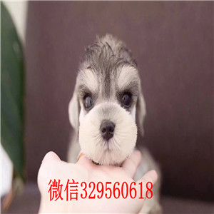 朝阳纯种的雪纳瑞多少钱雪纳瑞价格纯血统黑银