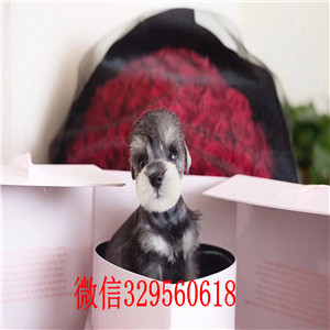 漳州纯种的雪纳瑞多少钱椒盐色雪纳瑞小体型雪