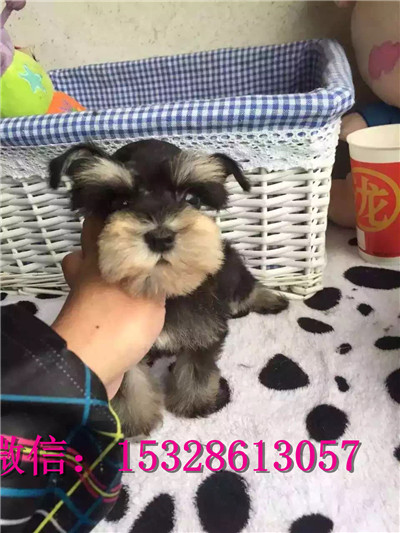 郑州哪里有卖雪纳瑞 纯种雪纳瑞多少钱一只 赛级银灰色雪纳瑞幼犬图片