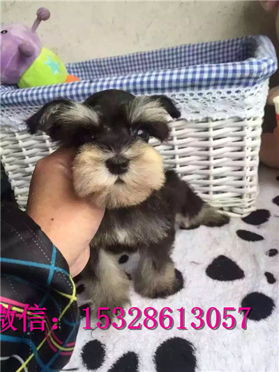 郑州哪里有卖雪纳瑞 纯种雪纳瑞多少钱一只 赛级银灰色雪纳瑞幼犬图片