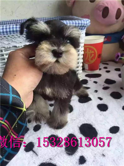 合肥哪里有卖雪纳瑞 纯种雪纳瑞多少钱 赛级银