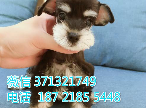 迷你雪纳瑞犬出售纯种 公母都有 品相好 犬舍