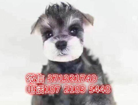 武汉雪纳瑞犬出售纯种幼犬 小型犬雪纳瑞狗狗 