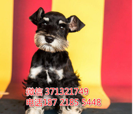 雪纳瑞犬出售一窝 健康聪明的南宁雪纳瑞狗狗