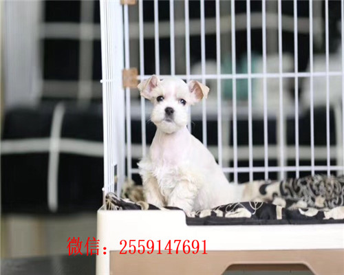 南昌椒盐色雪纳瑞怎么卖的 南昌哪里卖黑色雪