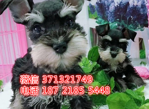 雪纳瑞犬出售 上海雪纳瑞犬幼犬狗狗 狗场犬舍