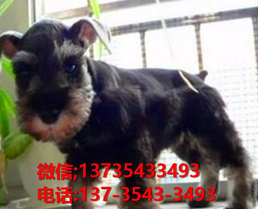 重庆犬舍 出售纯种雪纳瑞犬 宠物狗网站信息卖