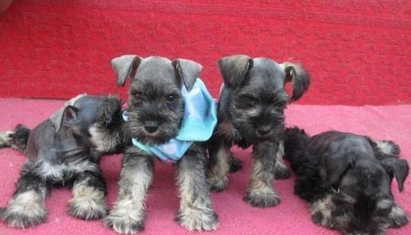 西安宠物狗狗犬舍出售纯种雪纳瑞犬 哪里有买