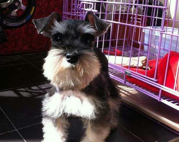 清远犬舍出售纯种雪纳瑞犬 宠物狗市场在哪 网