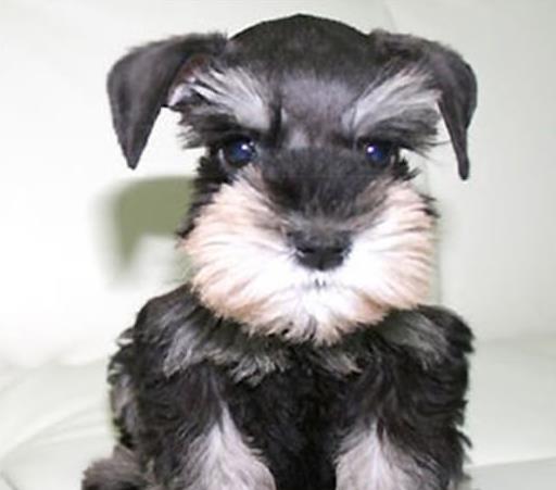 郑州犬舍 出售纯种雪纳瑞犬 宠物狗网站信息卖