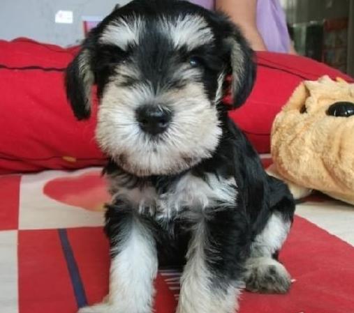 苏州宠物狗犬舍出售纯种雪纳瑞犬 椒盐色迷你