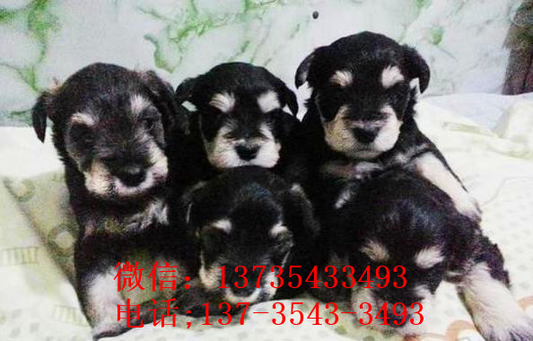 合肥宠物狗犬舍出售纯种雪纳瑞犬 椒盐色迷你