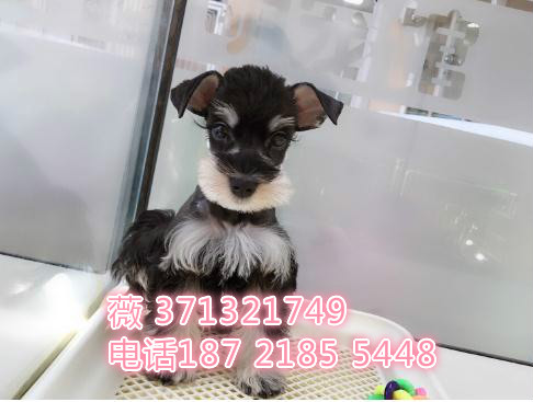 雪纳瑞出售迷你小型犬狗狗 长不大雪纳瑞 苏州