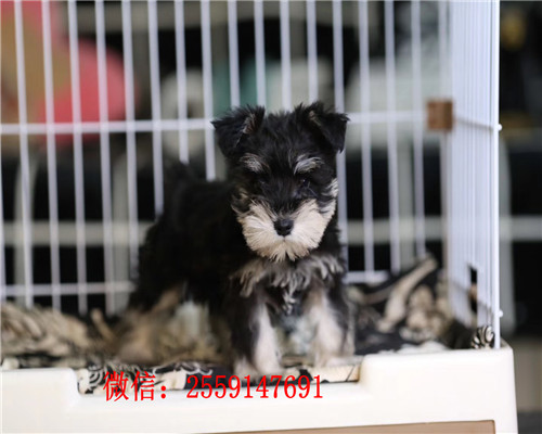 福州哪里卖健康的雪纳瑞 福州椒盐色雪纳瑞多