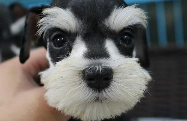 郑州宠物狗狗犬舍出售纯种雪纳瑞犬 哪里有买