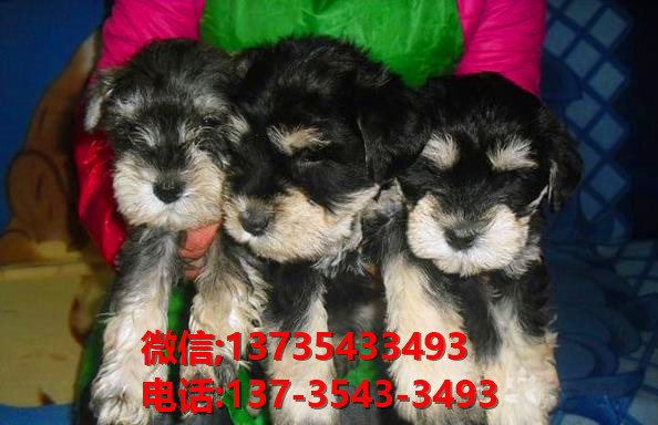 西安犬舍 出售纯种雪纳瑞犬 宠物狗网站信息卖