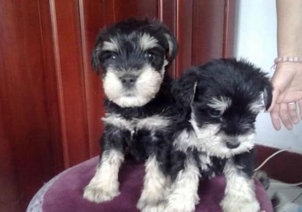 苏州宠物狗狗犬舍出售纯种雪纳瑞犬 哪里有买