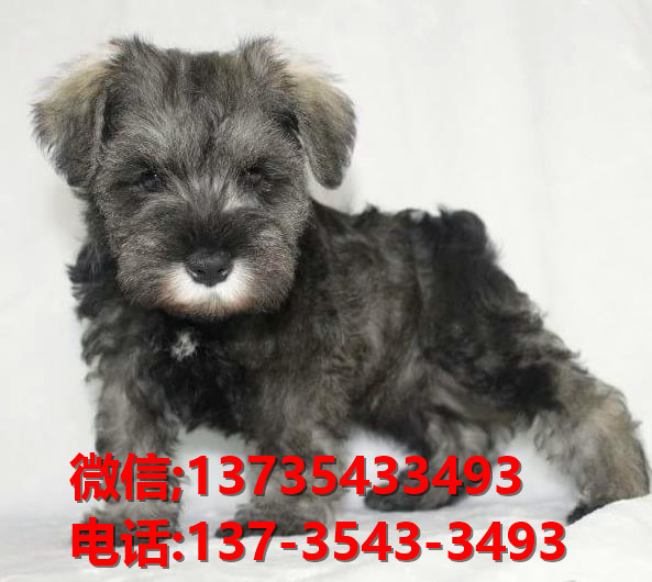 汕头犬舍出售纯种雪纳瑞犬 宠物狗市场在哪 网