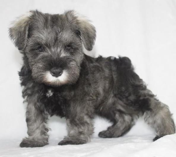 合肥犬舍 出售纯种雪纳瑞犬 宠物狗网站信息卖