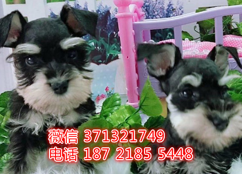 南昌狗狗边境犬出售纯种 南昌犬舍 南昌全国发