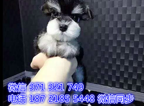 合肥宠物狗狗雪纳瑞犬出售纯种幼犬 合肥全国发货宠物狗吃