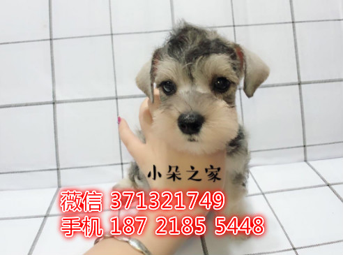 苏州狗狗 雪纳瑞犬出售纯种幼犬 苏州犬舍全国