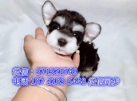 特价 雪纳瑞犬出售纯种幼犬 专业繁殖专业发货 可上门看咏
