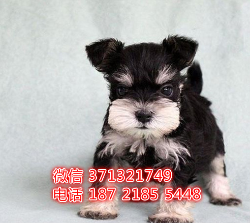 上海宠物狗狗雪纳瑞犬出售幼犬 全国可以发货