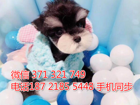  特惠雪纳瑞纯种幼犬出售 支持上门支持空运汽