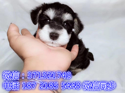 特价 雪纳瑞犬出售纯种幼犬 专业繁殖专业发货 可上门看踩