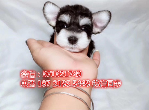 特价 雪纳瑞犬出售纯种幼犬 专业繁殖专业发货 可上门看沮