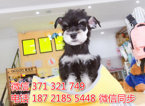 雪纳瑞犬纯种幼犬出售，犬舍直销雪纳瑞 迷你型