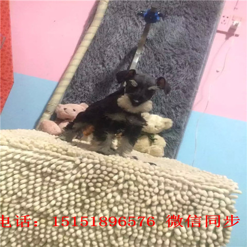 扬州哪里卖雪纳瑞 白色雪纳瑞出售 黑银雪纳瑞价格小体雪纳瑞多少钱