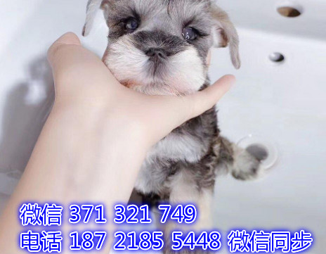 犬舍直销，哪里有宠物雪纳瑞，精品小型中型大型犬