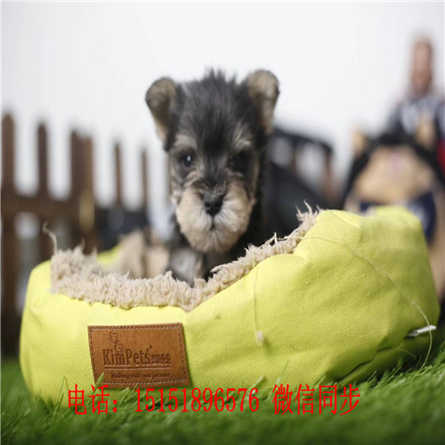 苏州哪里卖雪纳瑞 白色雪纳瑞出售 黑银雪纳瑞