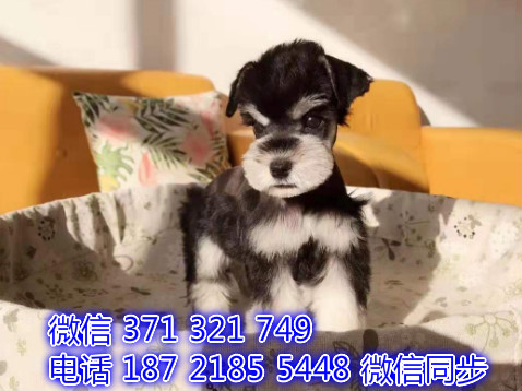 雪纳瑞宠物买卖 宠物市场 宠物狗狗图片宠物网健康阎